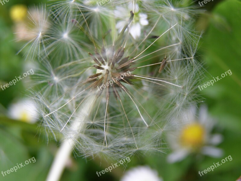 Dandelion Nature Plant Summer Flying Seeds