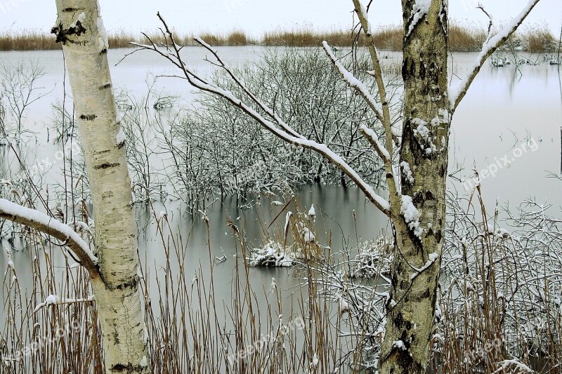 Nature Tree Winter At The Court Of Landscape