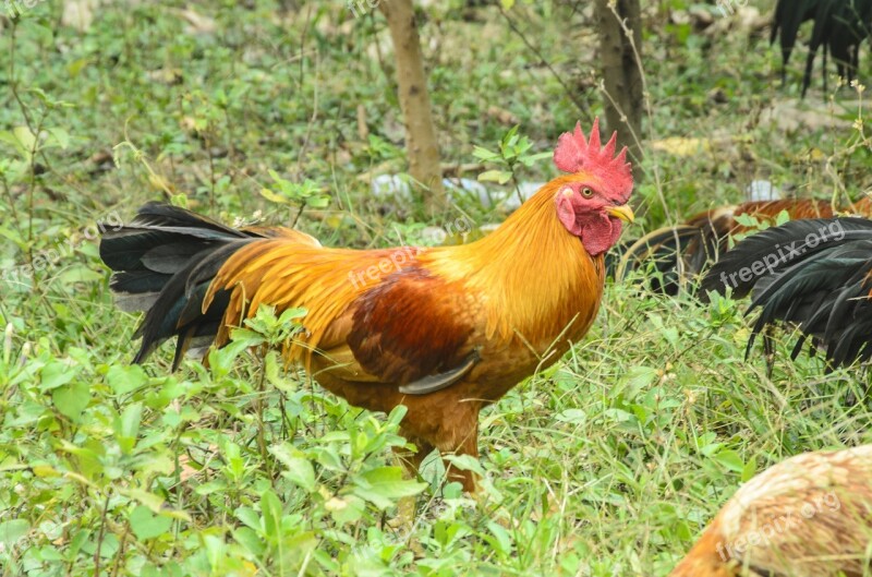 Bird Nature Animal Poultry Feather