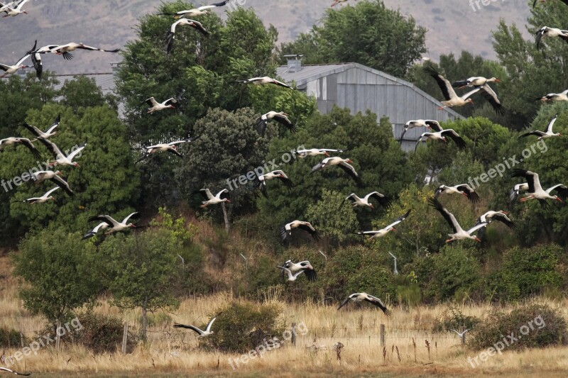 Spain Madrid Manzanares Storks Migrating