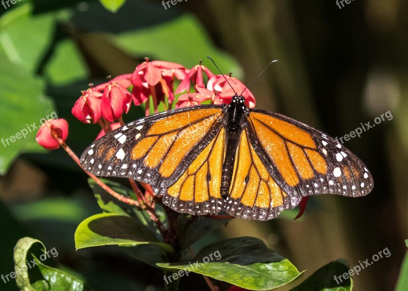 Cuba Habana Butterfly Insect Nature