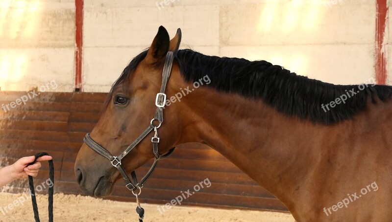 Horse Head Portrait Careful Hand