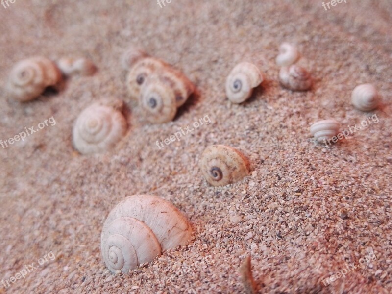 Sand Beach Shell Exoskeleton Costa