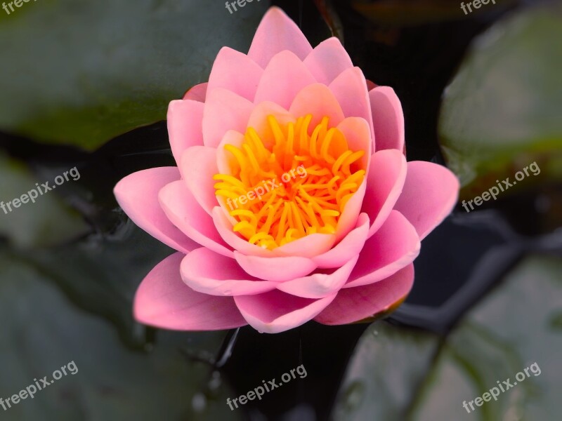 Flower Lotus Plant Puddle Flowers