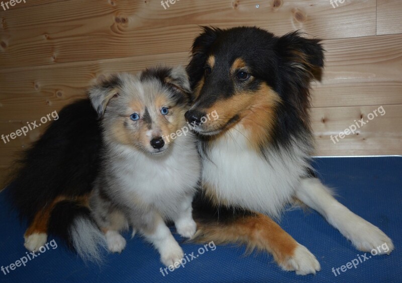 Dogs Pup Shetland Sheepdog Puppy Female Nobility Blue