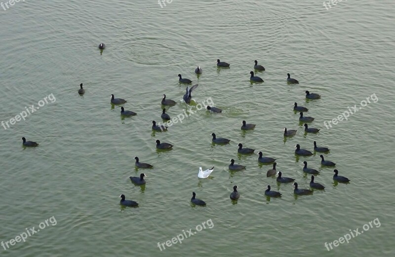 Eurasian Coot Fulica Atra Common Coot Flock Rallidae