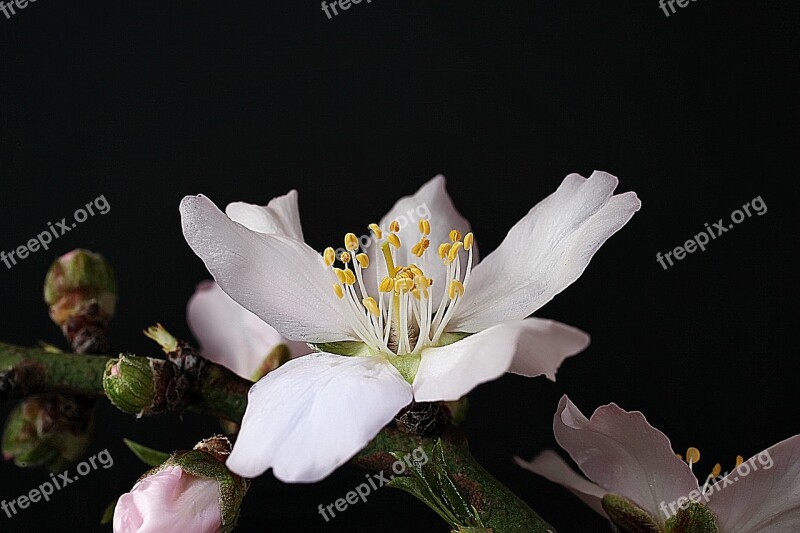 Almond Flower Plant Nature Leaf Garden