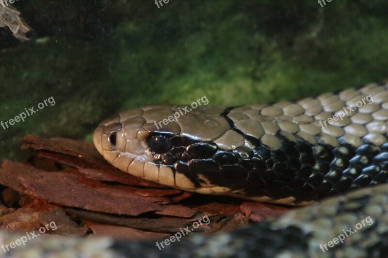 Snake Reptile Living Nature Nature Animals