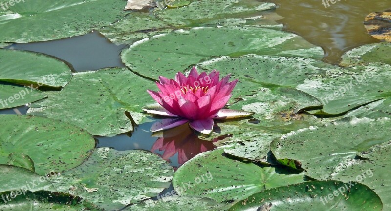 Water Lily Leaf Pond Nature Closeup