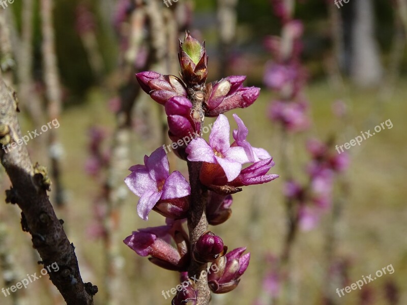 Nature Flower Plant Season Tree