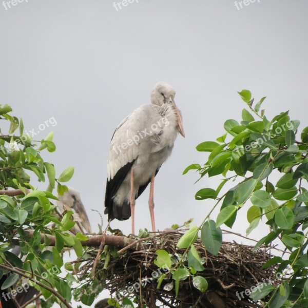 Birds Wildlife Expensive Natural Stork