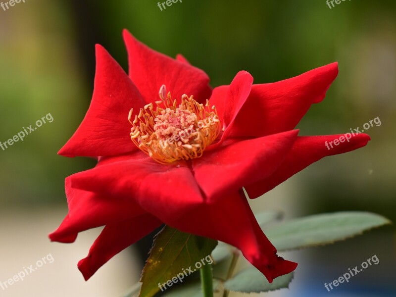 Rose Red Petal Bloom Pistil Flower