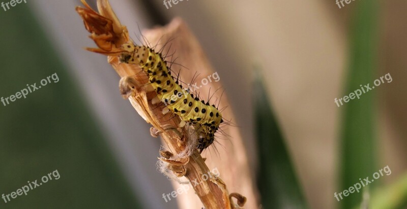 Insect Wild Life Nature Animalia Invertebrate