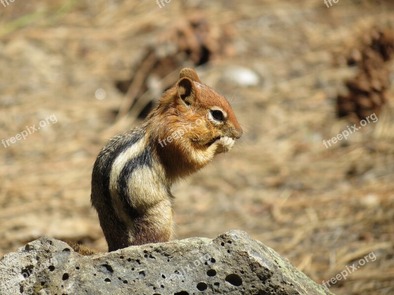 Squirrel Newberry Usa Chipmunk Free Photos