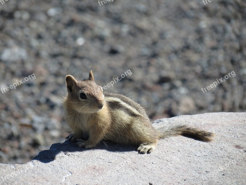 Squirrel Mount Hood Usa Rodent Mountains