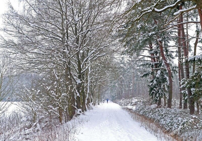 Winter Blast New Zealand Forest Area Forest Path Jog