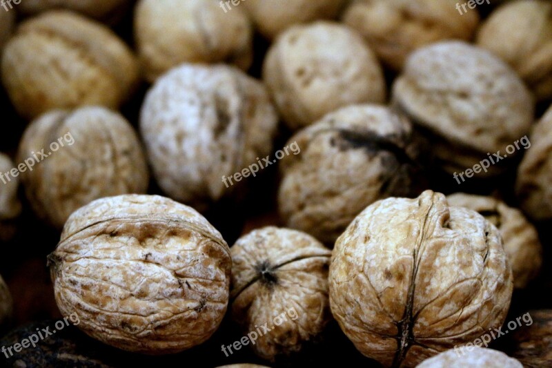 Nut Nutshell Walnut Nuts Walnuts