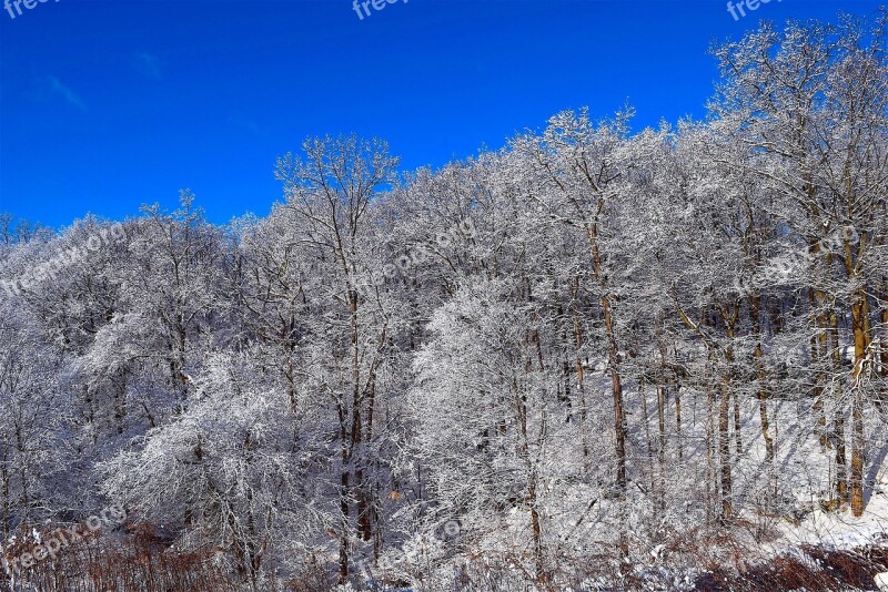 Snow Trees Winter Frost Cold