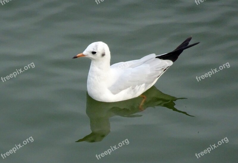 Gull Bird Black-headed Gull Chroicocephalus Ridibundus Small Gull