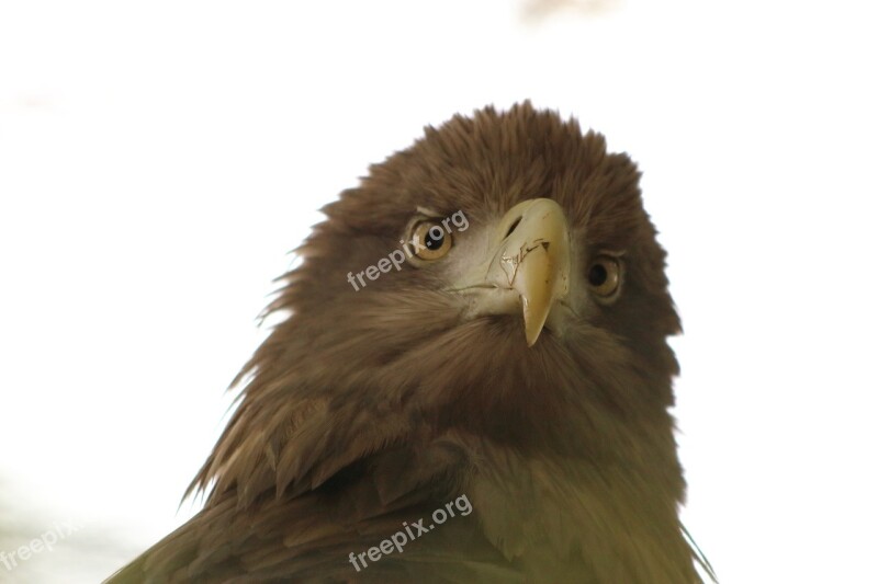 Eagle Nature Bird Bird Of Prey Living Nature