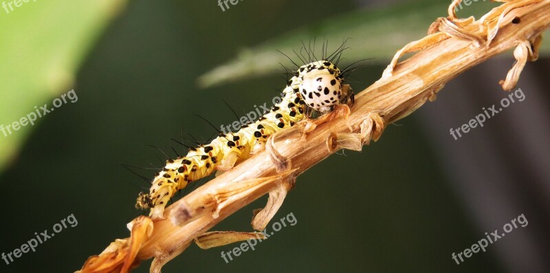 Insect Wild Life Animalia Nature Larva