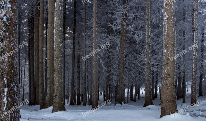 Snow Winter Wood Tree Cold