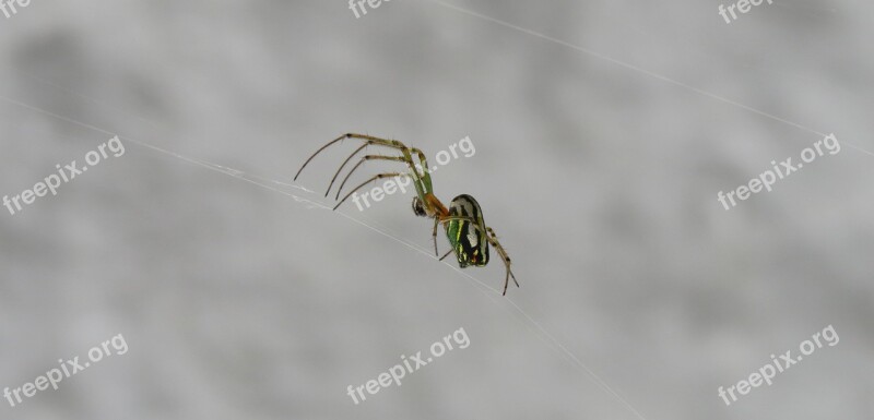 Nature Spider Insect Animalia Wild Life