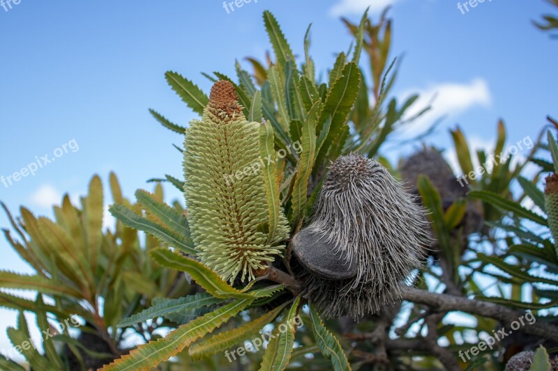 Nature Tree Outdoors Flora Banksia