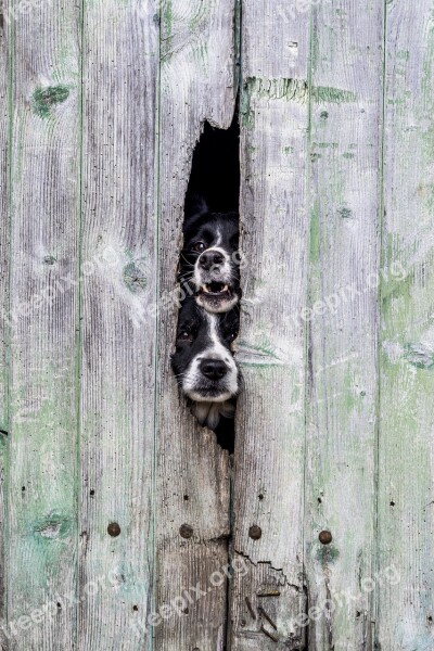 Wood Wallpaper Dogs Green Field