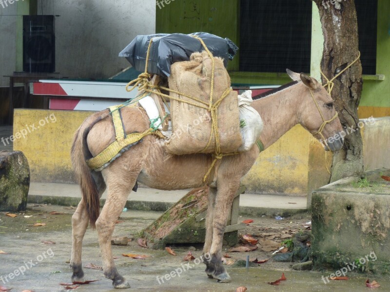 Loading Market Pack Colombia Donkey