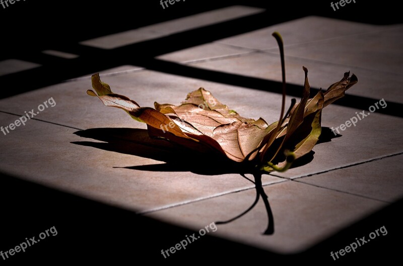 Shadow Dark Desktop Reflection Leaf