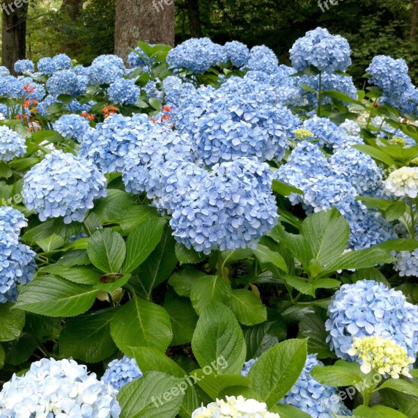 Nature Flower Garden Flora Leaf