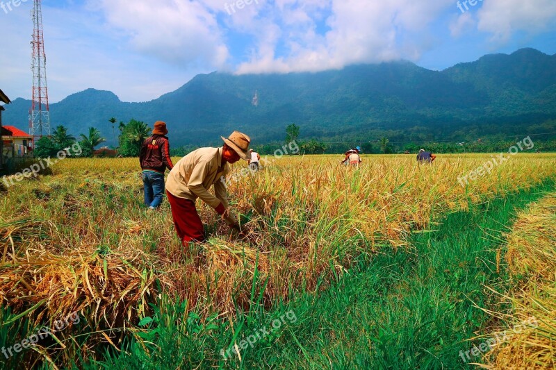 Agriculture Nature Crop Field Landscape