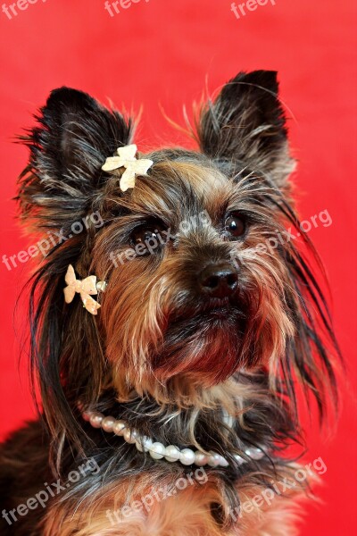 Yorkshire Terrier Dog Portrait Cute Nice