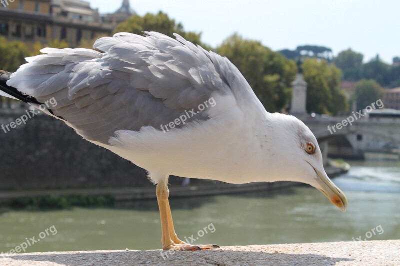 Bird Nature Waters Wing Animal