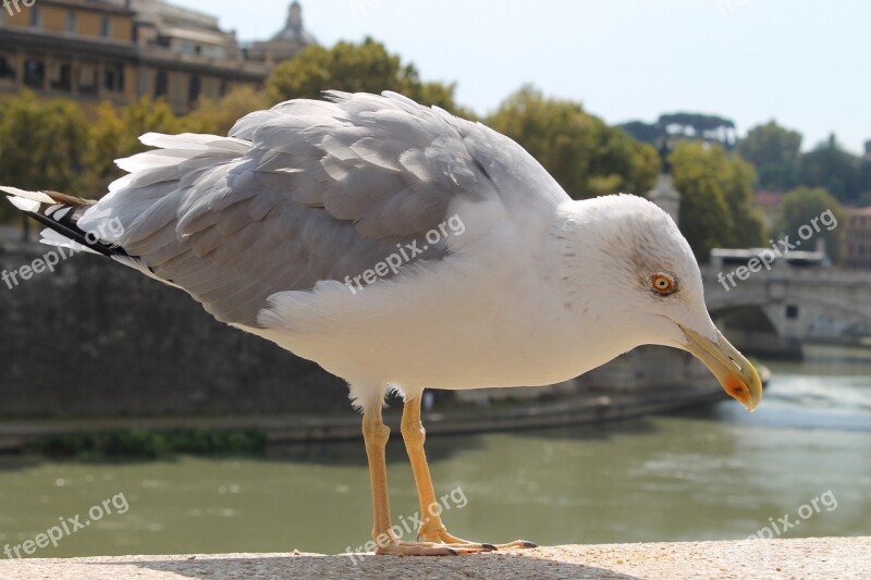 Bird Nature Waters Wing Animal