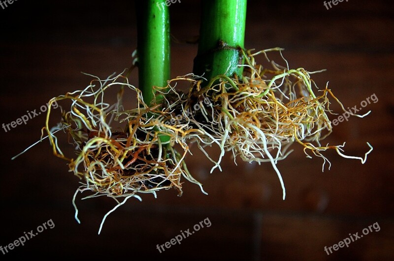 Flower Hydroponic Cultivation Root Winter To Bedroom