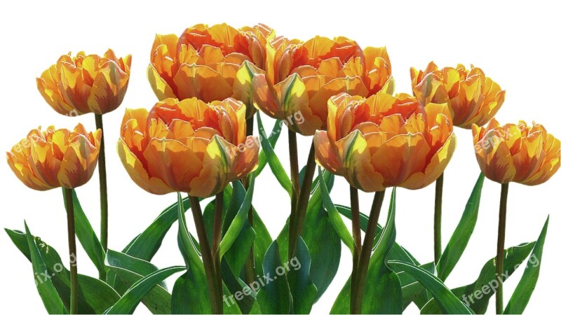 Nature Tulip Flower Plant Garden