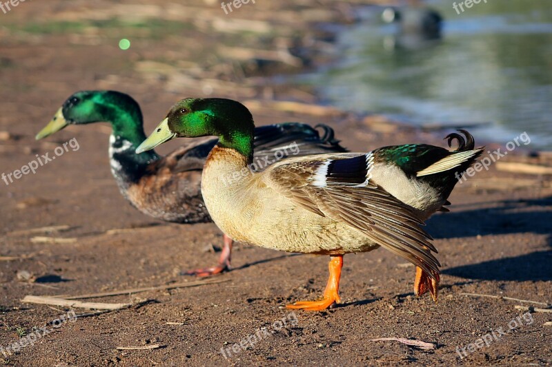 Bird Wildlife Nature Animal Duck