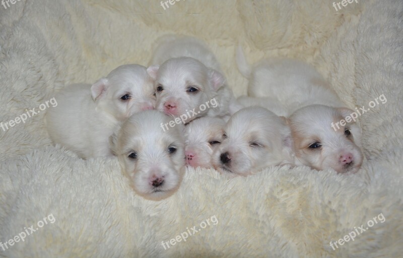 Puppies Coton Tulear Baby Dog Puppies Scope Of Puppy White Dogs