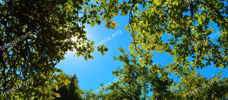 Tree Nature Leaf Wood Fair Weather