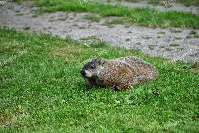 Grass Nature Outdoors Groundhog Free Photos