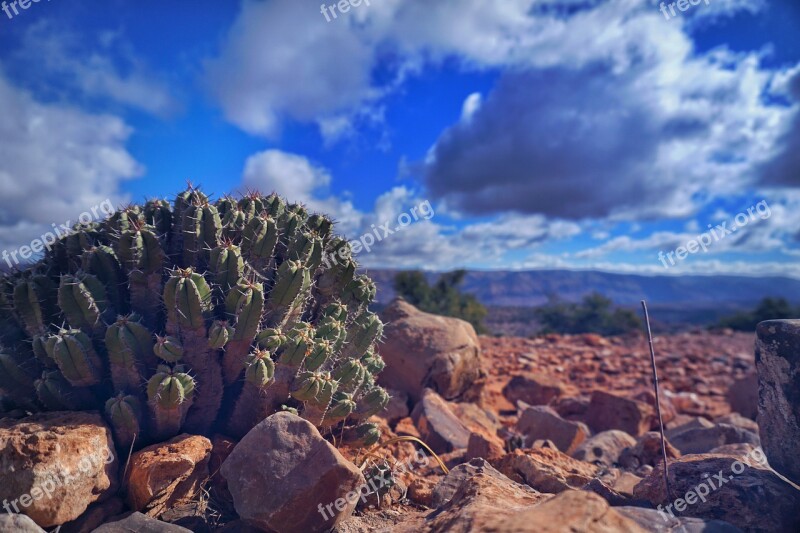 Roche Nature Desert Landscape Cactus