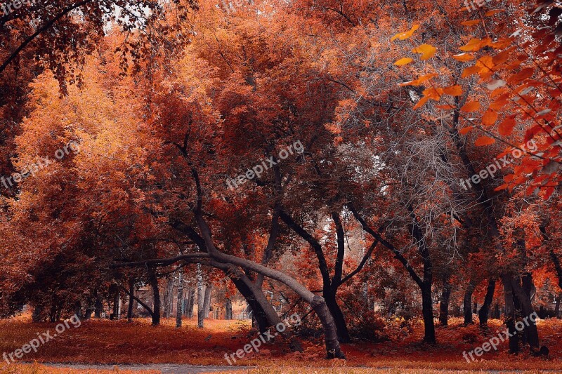 Tree Autumn Landscape Season Nature