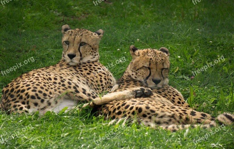 Animal World Mammal Cheetah Cat Nature