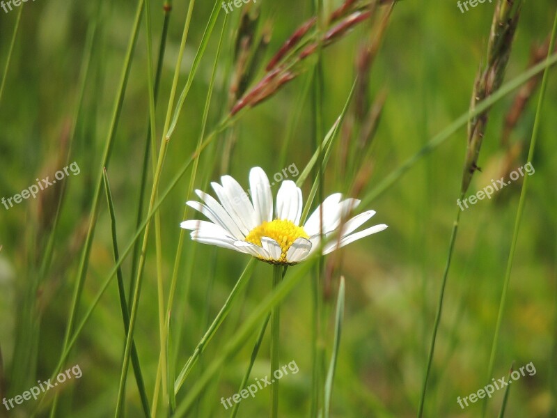 Margarétka Flower Meadow Plant Nature