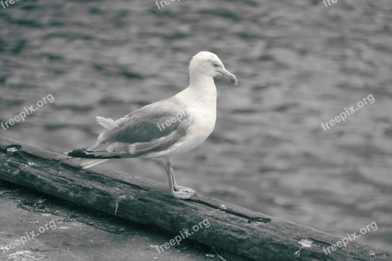 Body Of Water Bird Sea Nature Fauna