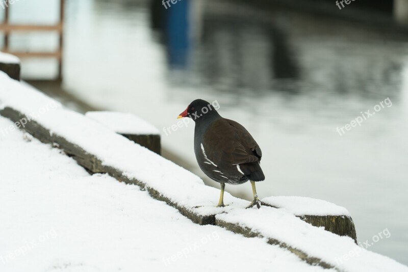 Winter Snow Bird Cold Nature