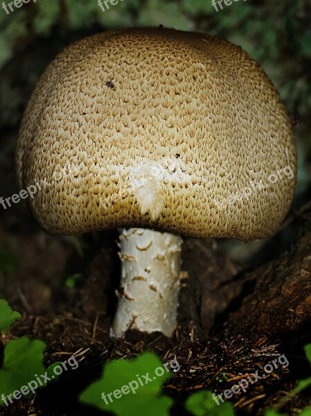 Mushroom Forest Moss Forest Floor Autumn Sun