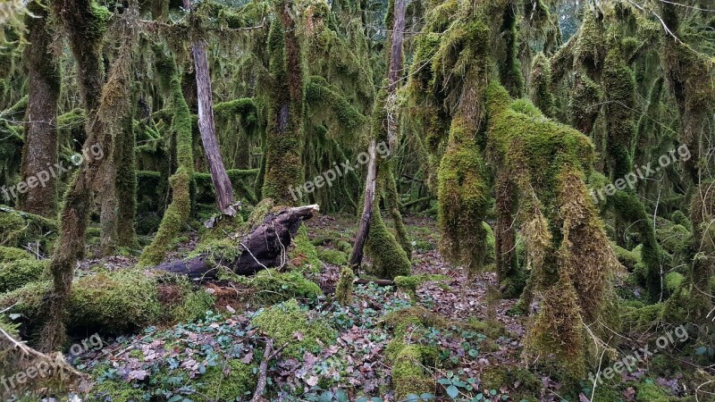 Wood Nature Tree Moss Leaf